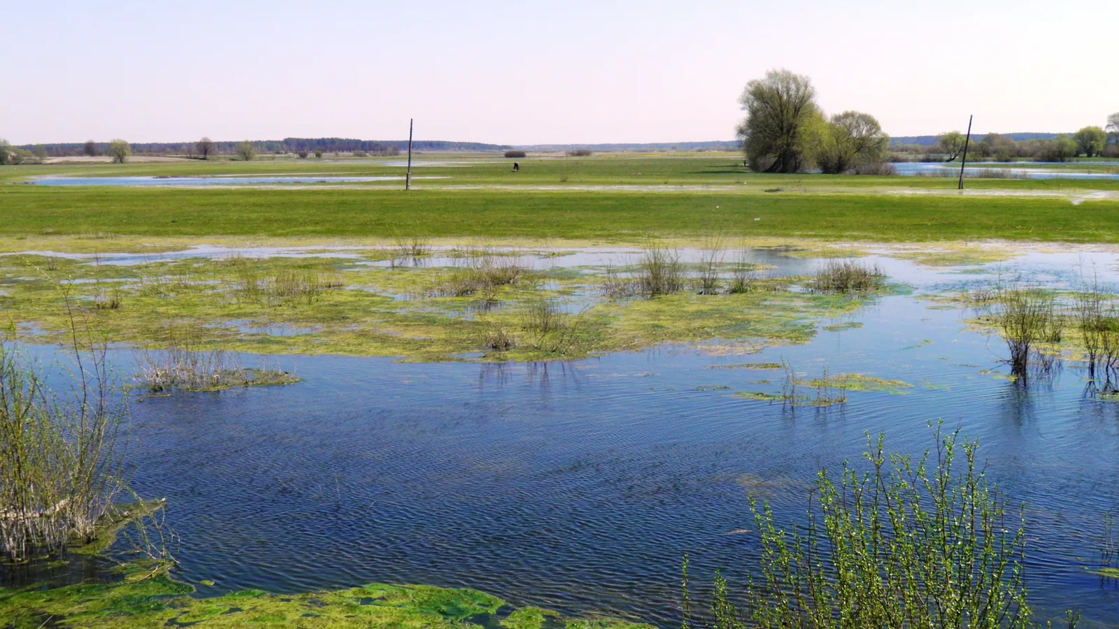 Tu będzie naturalne siedlisko płazów: wilgotna łąka, zarośla albo mały zbiornik na Krajnie.