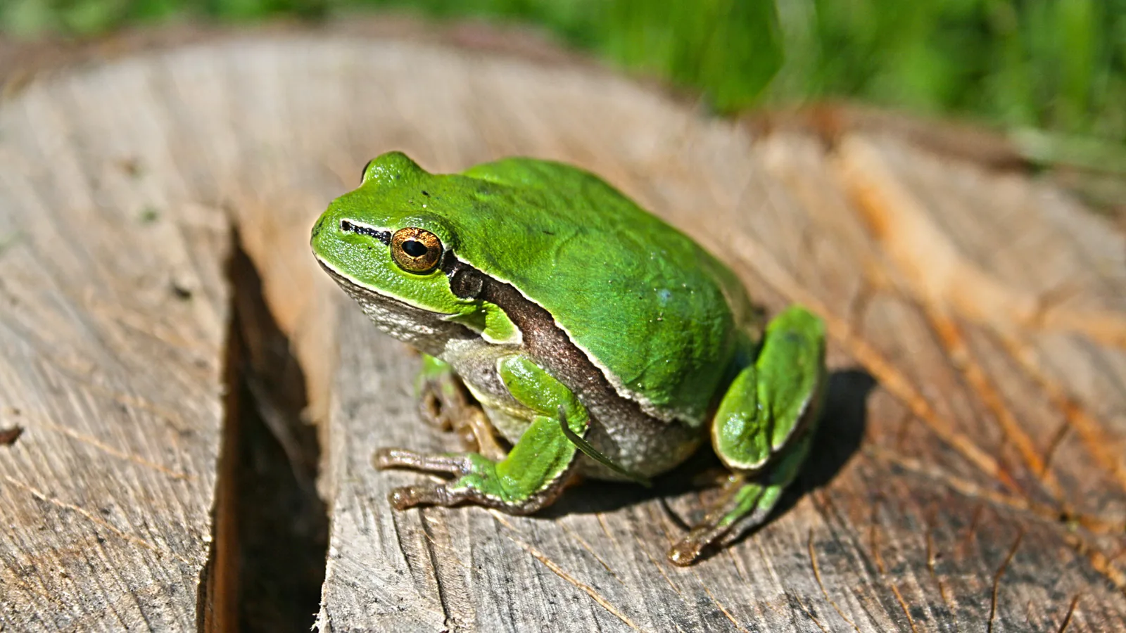 Tu będzie pewnie rozpoznana rzekotka drzewna na roślinie, sfotografowana bez chwytania zwierzęcia.